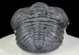 Pedinopariops Trilobite - Beautiful Preservation #66340-6